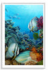 white wood framed original painting great barrier reef batfish wall art print